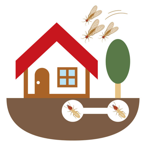 Conseils de nettoyage