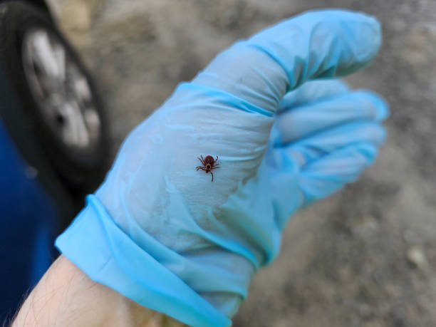 Inspection par un expert