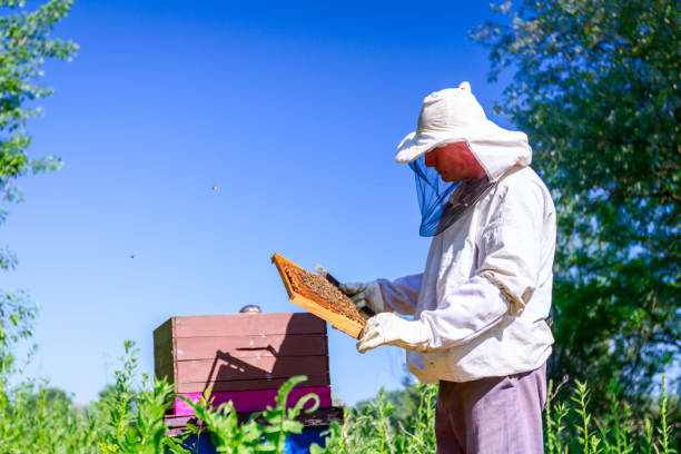 Inspection par un expert