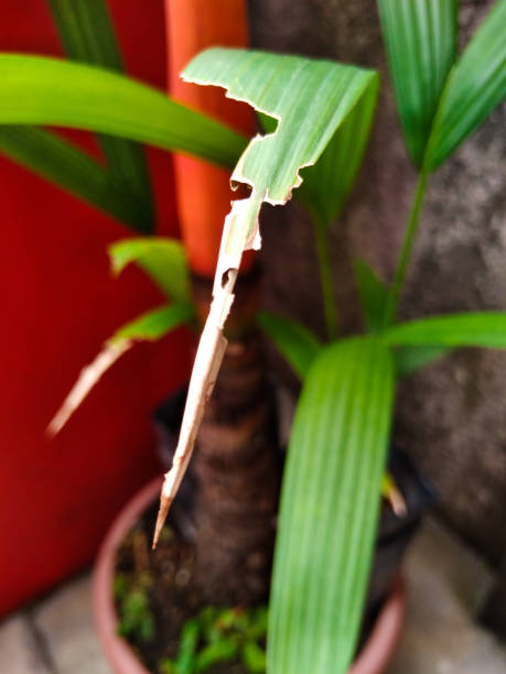 Plantes abimés par les insectes