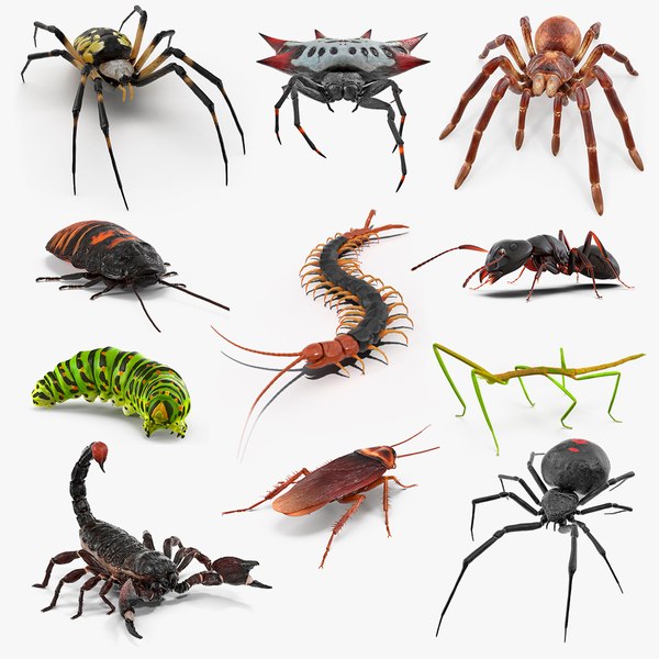 Les insectes rampants