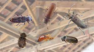 Traitement par injection