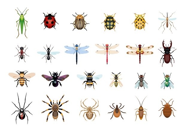 Les insectes volants